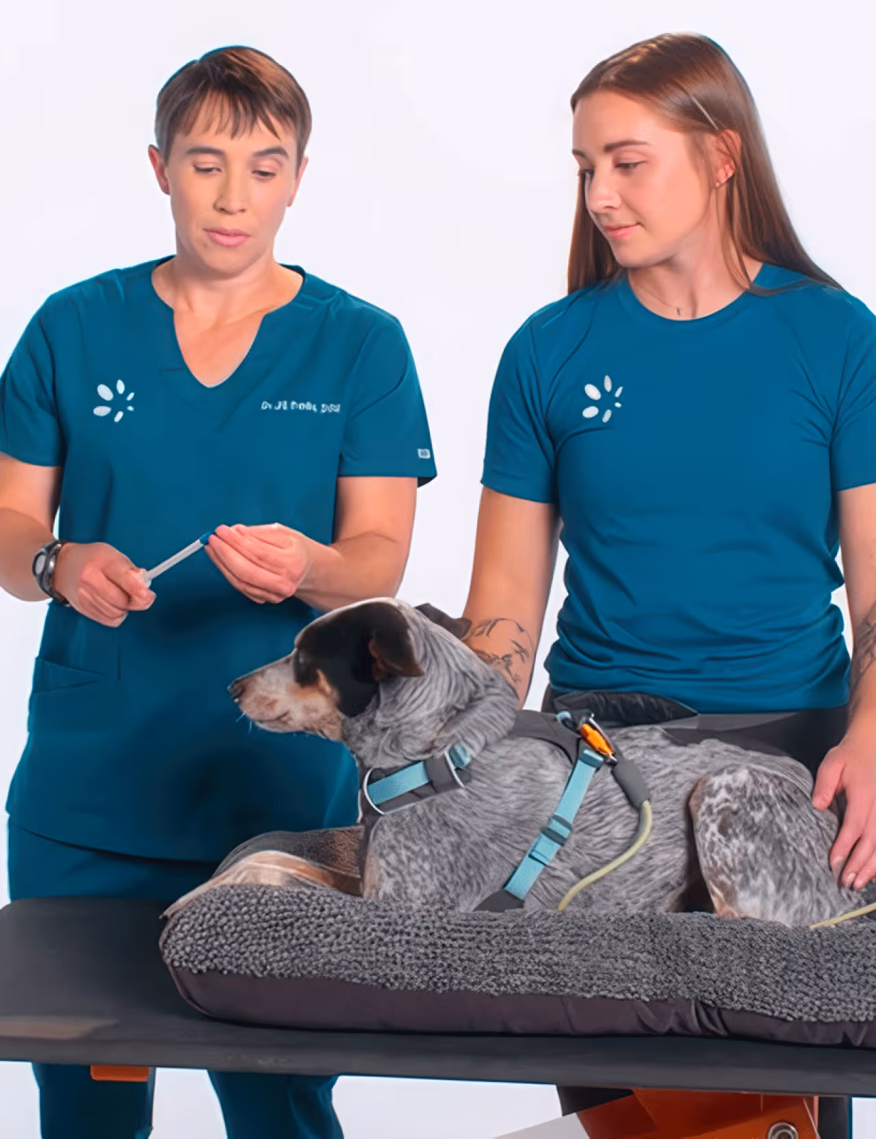 Two veterinary professionals in teal shirts treat a dog lying on a padded table.