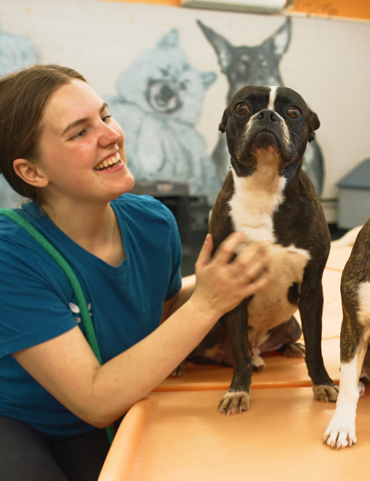 Young woman smiling and petting a black and white Boston Terrier sitting on a table.