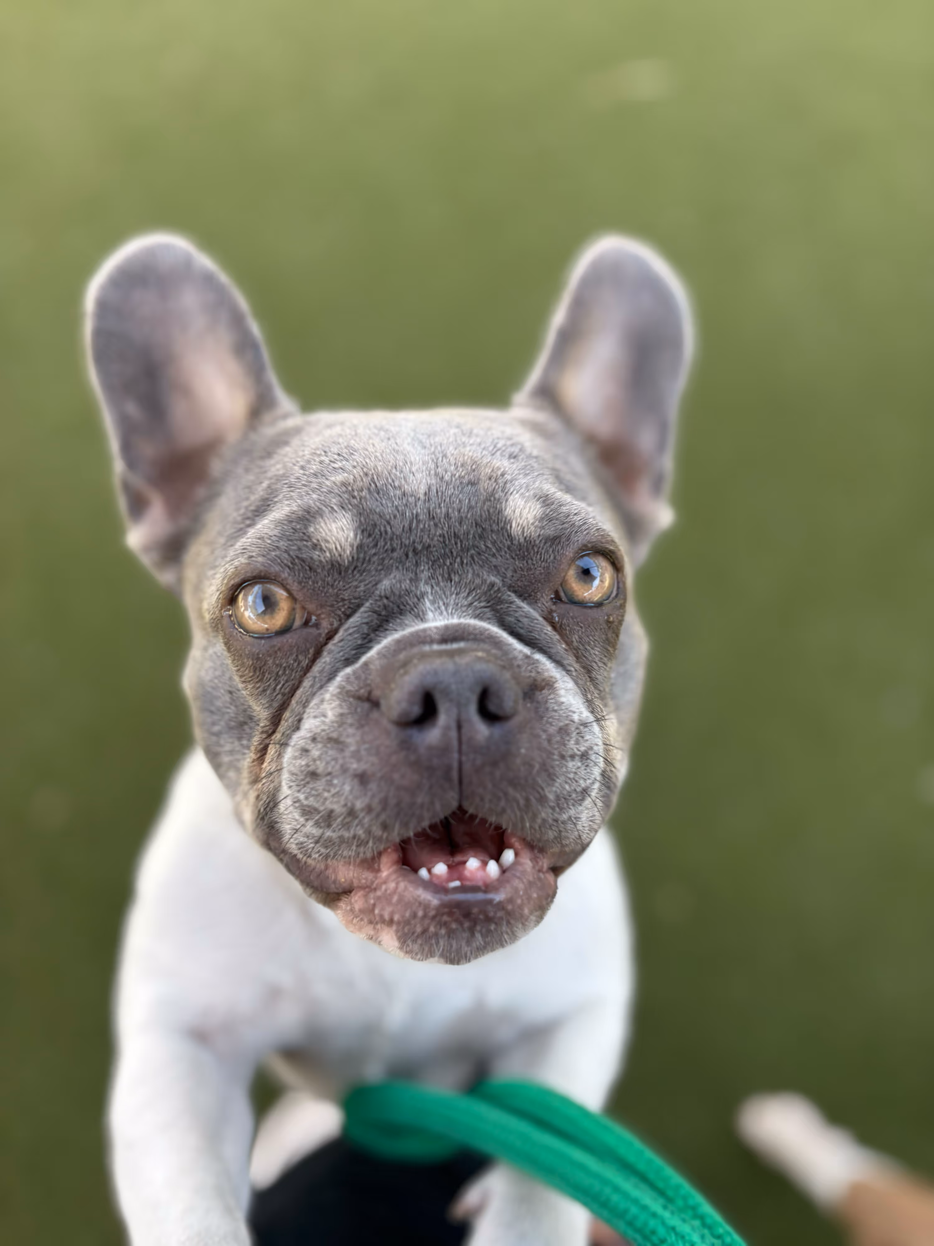 Close-up of a happy French bulldog with a green leash looking up on a green background.