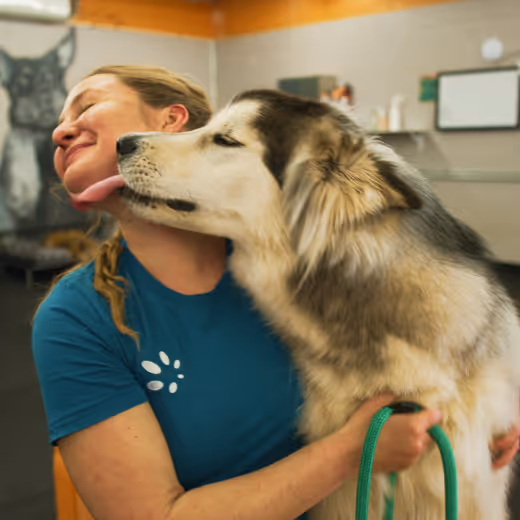 Woman smiles as large dog licks her face while she hugs him and holds a green leash indoors.