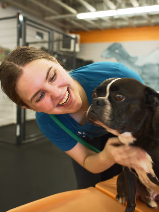 Smiling woman wearing blue scrubs pets a serious black and white dog indoors.