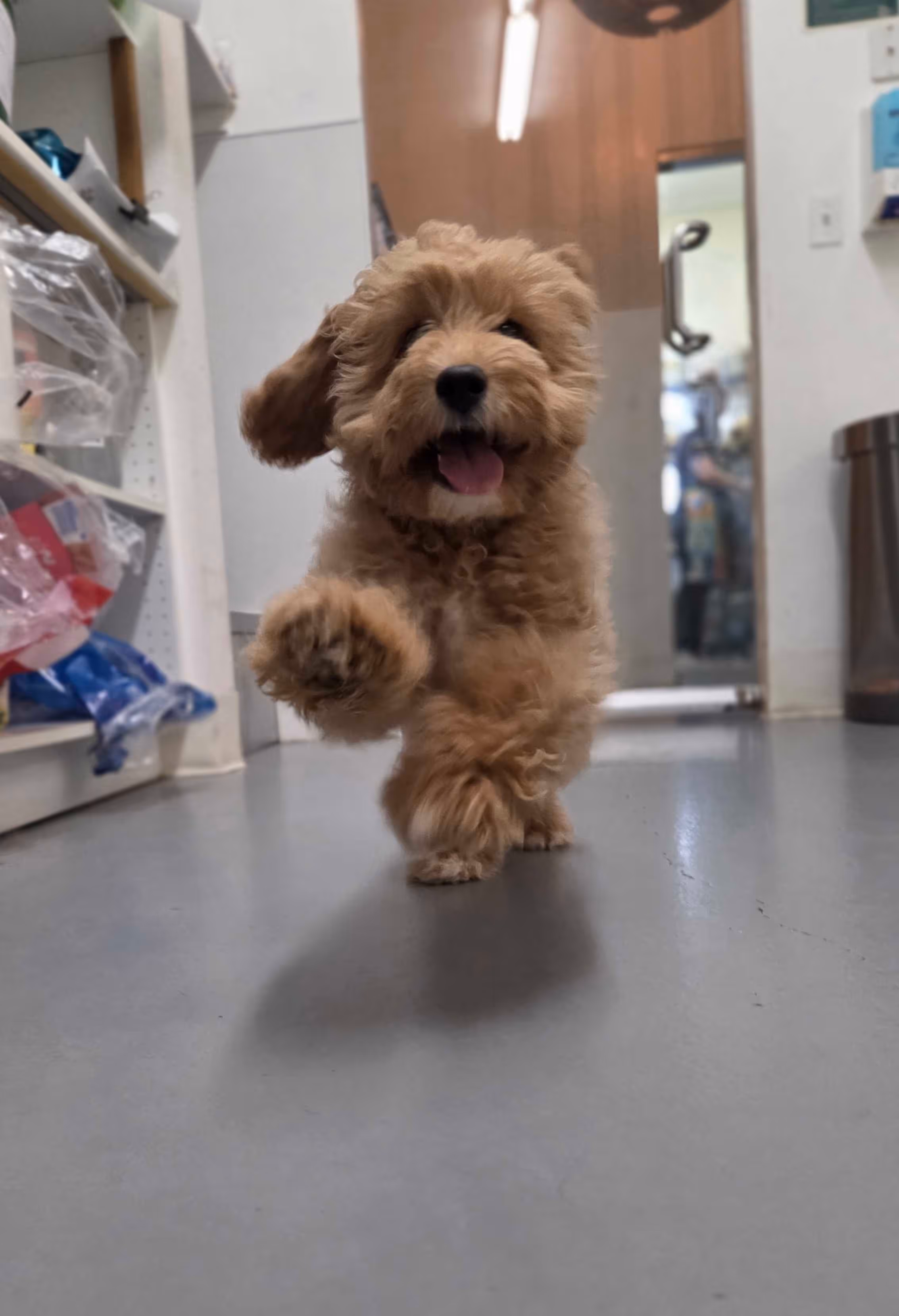 Small fluffy brown dog happily running indoors on a gray floor with one ear flapping.