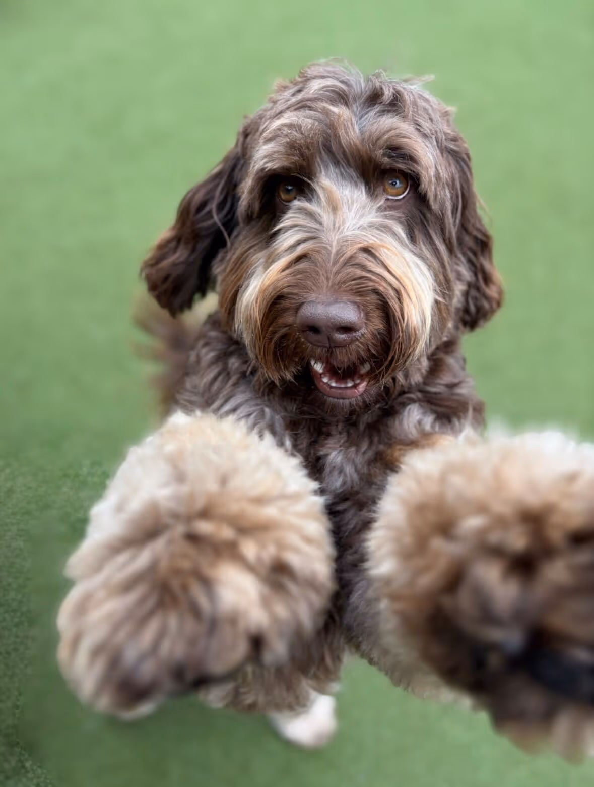 Fluffy brown dog with curly fur reaching paws toward the camera on green grass.