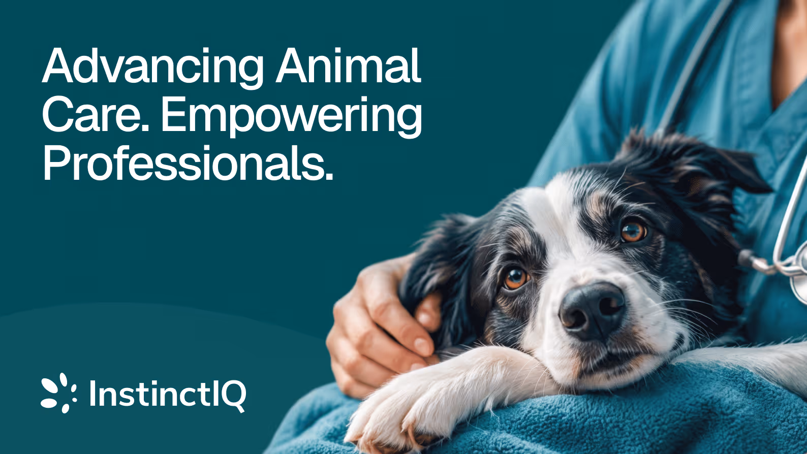 Vet in scrubs with stethoscope gently holding a black and white dog resting on a blue blanket.