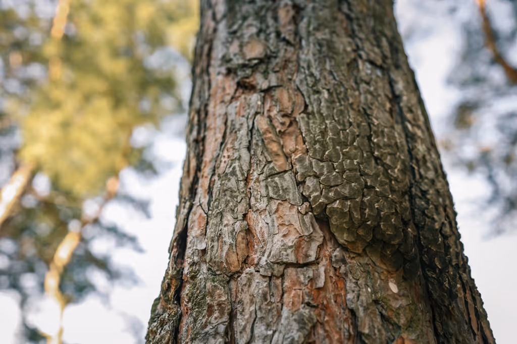 Close-up of tree bark with rough texture and background of blurred green foliage.