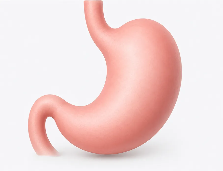 3D illustration of a human stomach in soft pink color on a light background.