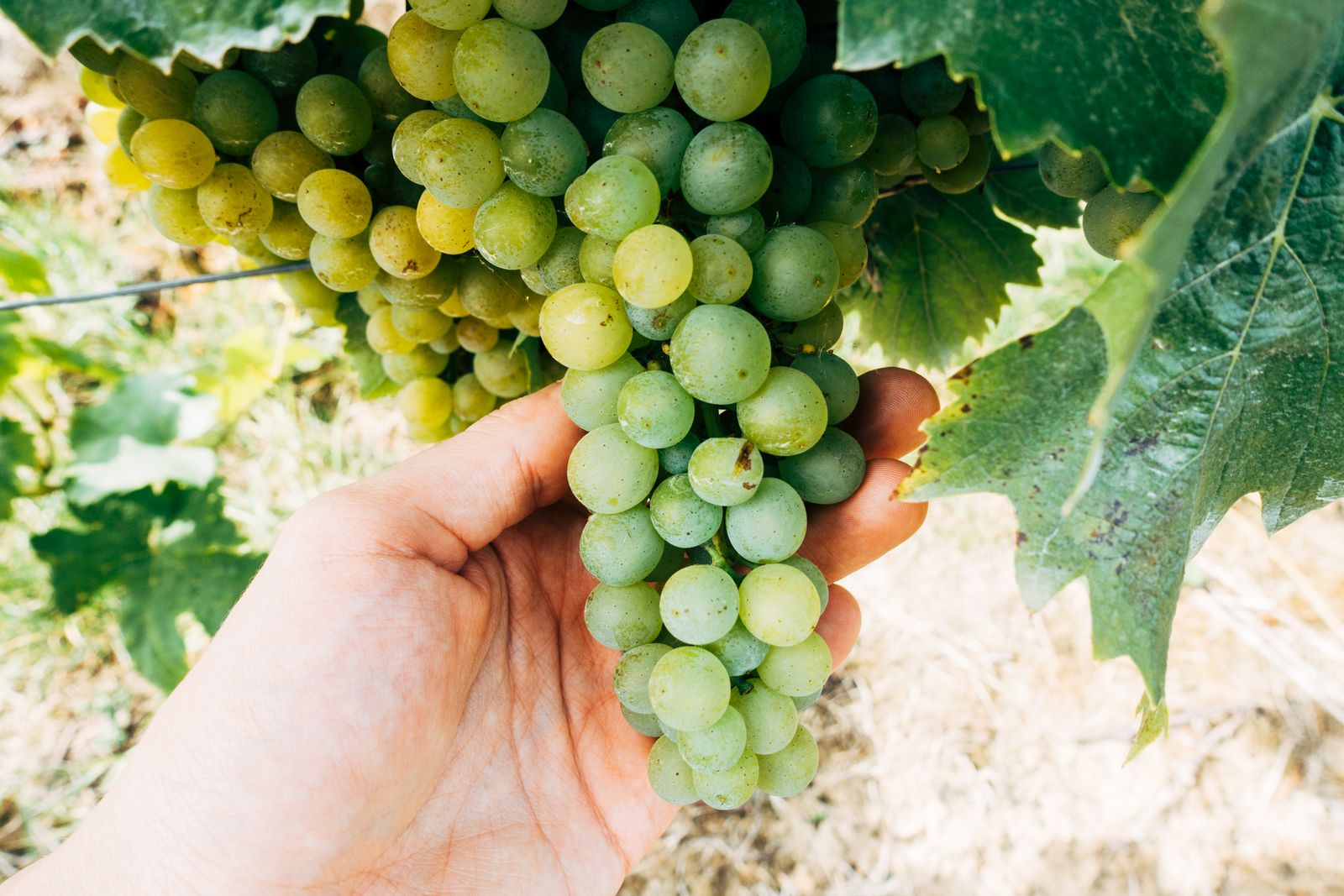 Grappe de raisin blanc mûr tenue à la main dans la vigne
