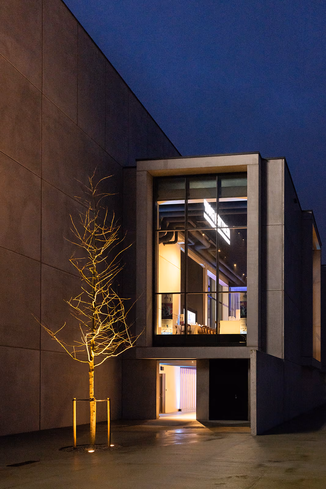 Verlicht kale boom bij modern gebouw met grote ramen tijdens nacht.