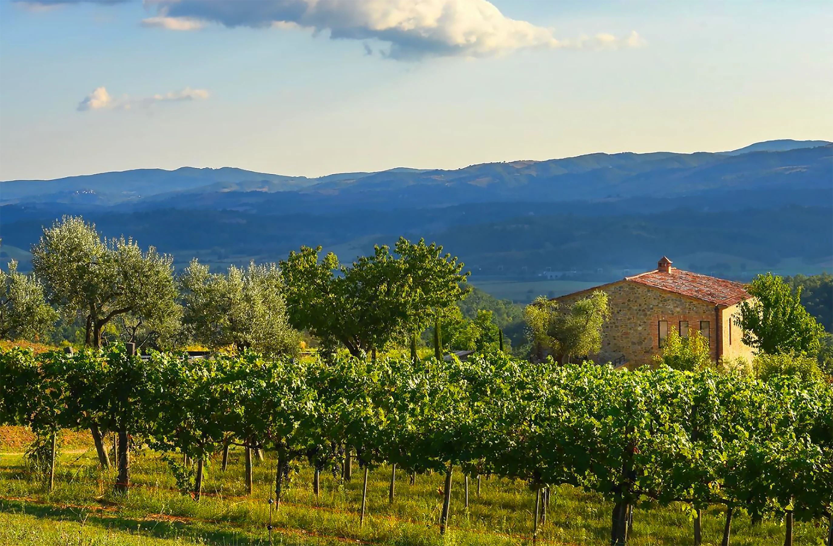 The main barn was restored and linked to a new guest wing with a separate guest cottage sitting on the northern terrace. The guest wing and cottage were designed to be cut into the hill so as to be invisible from the approach road