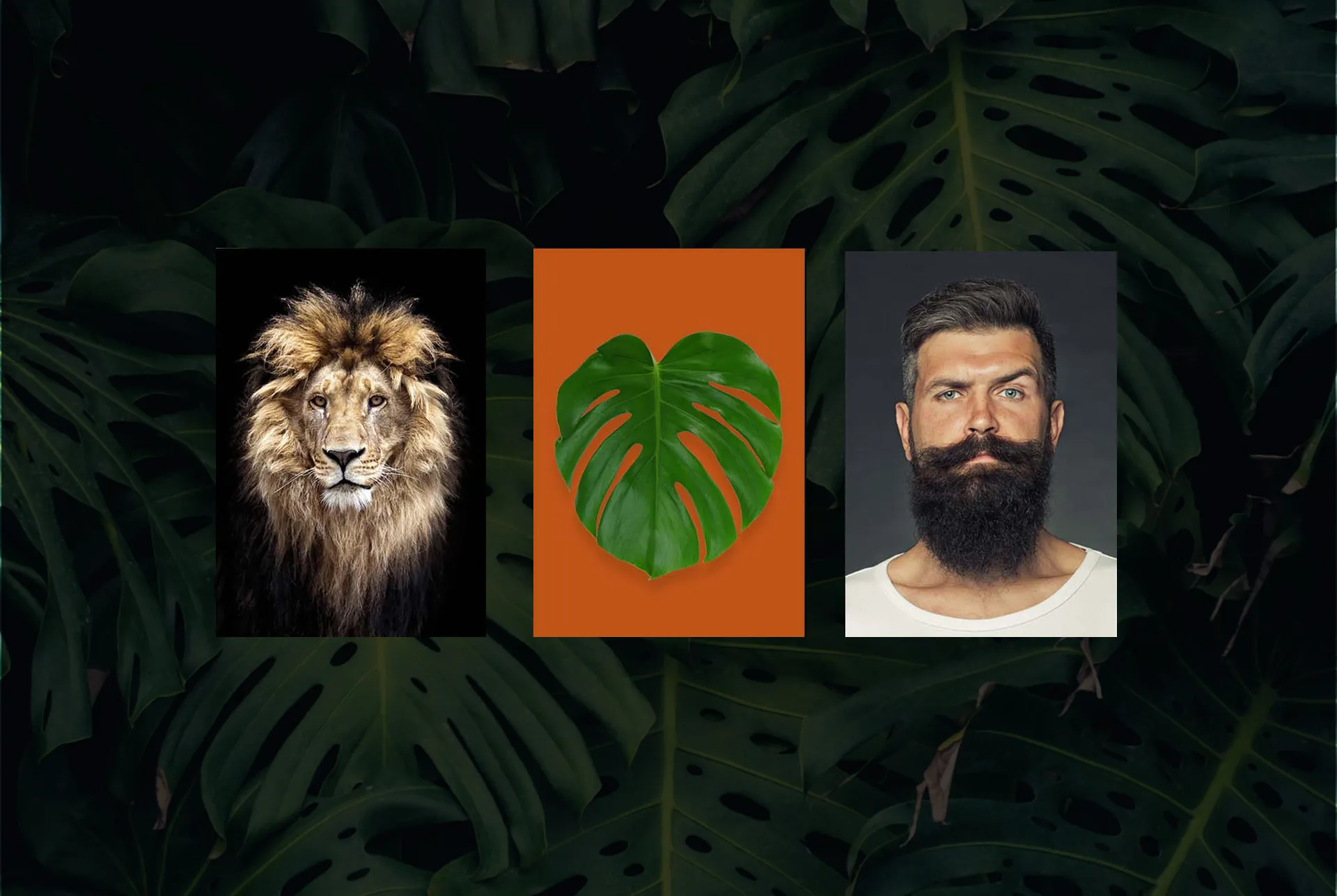 De León reference board: a lion, a Monstera leaf and a bearded man