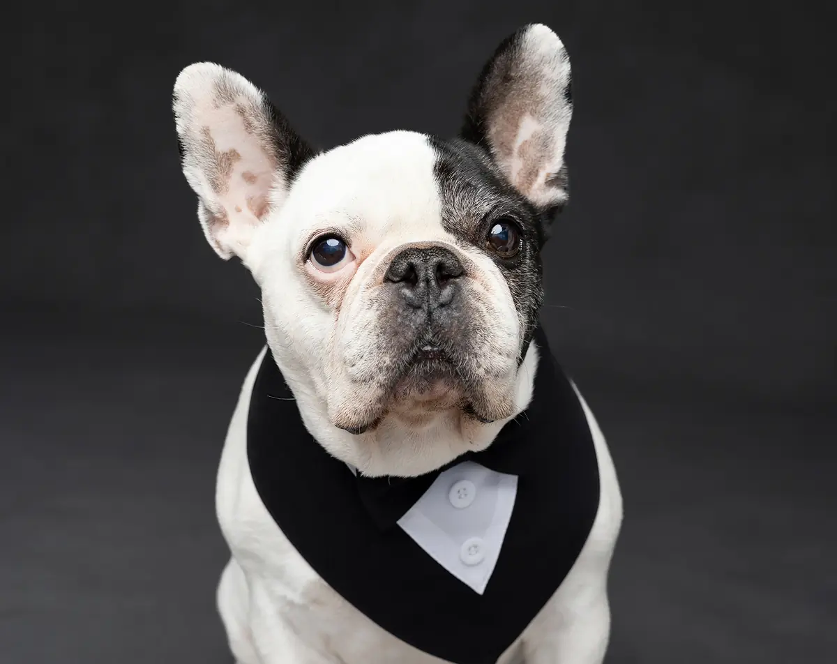 small white and black dog who is not actually Winston