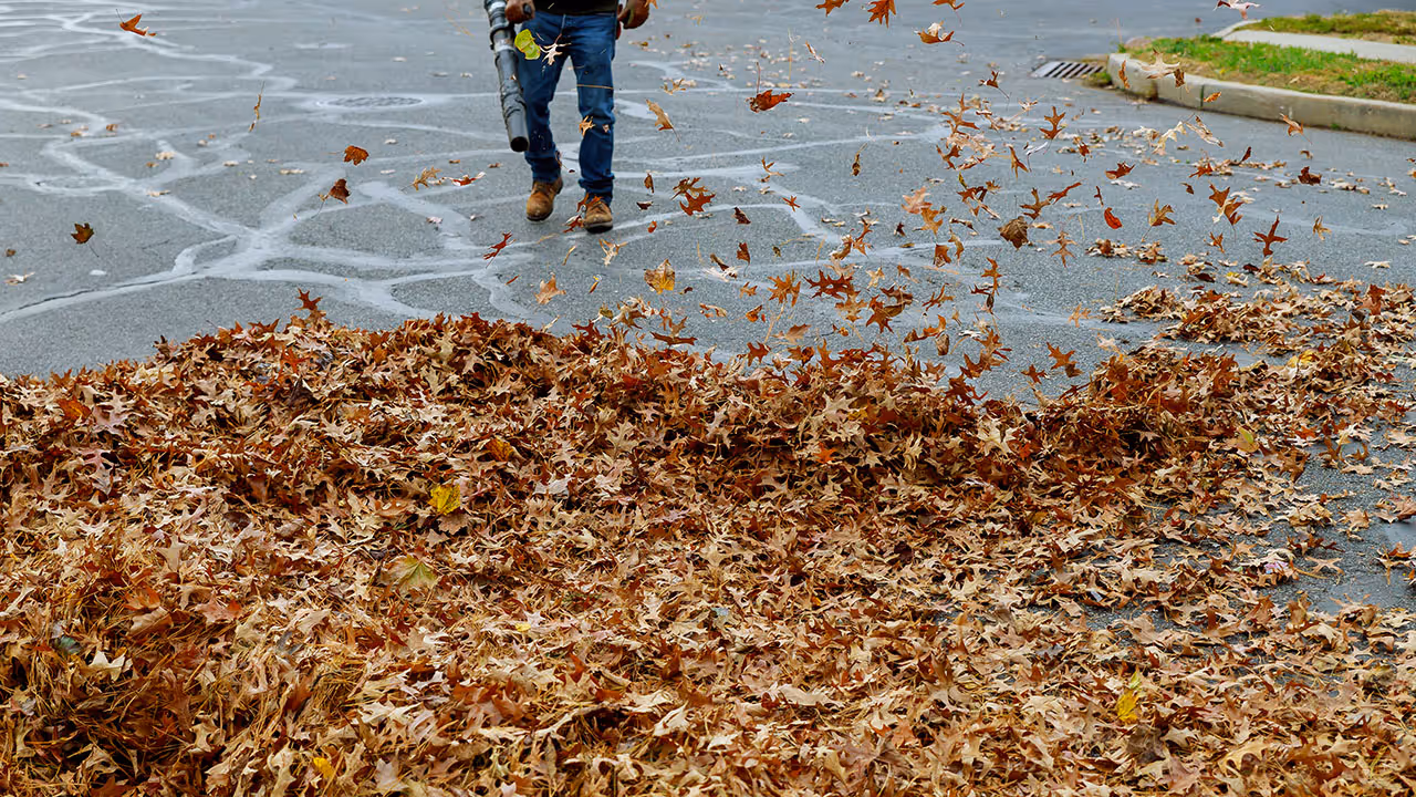 Fall leaf cleanup service keeping property clean and maintained