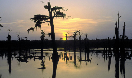Bayou