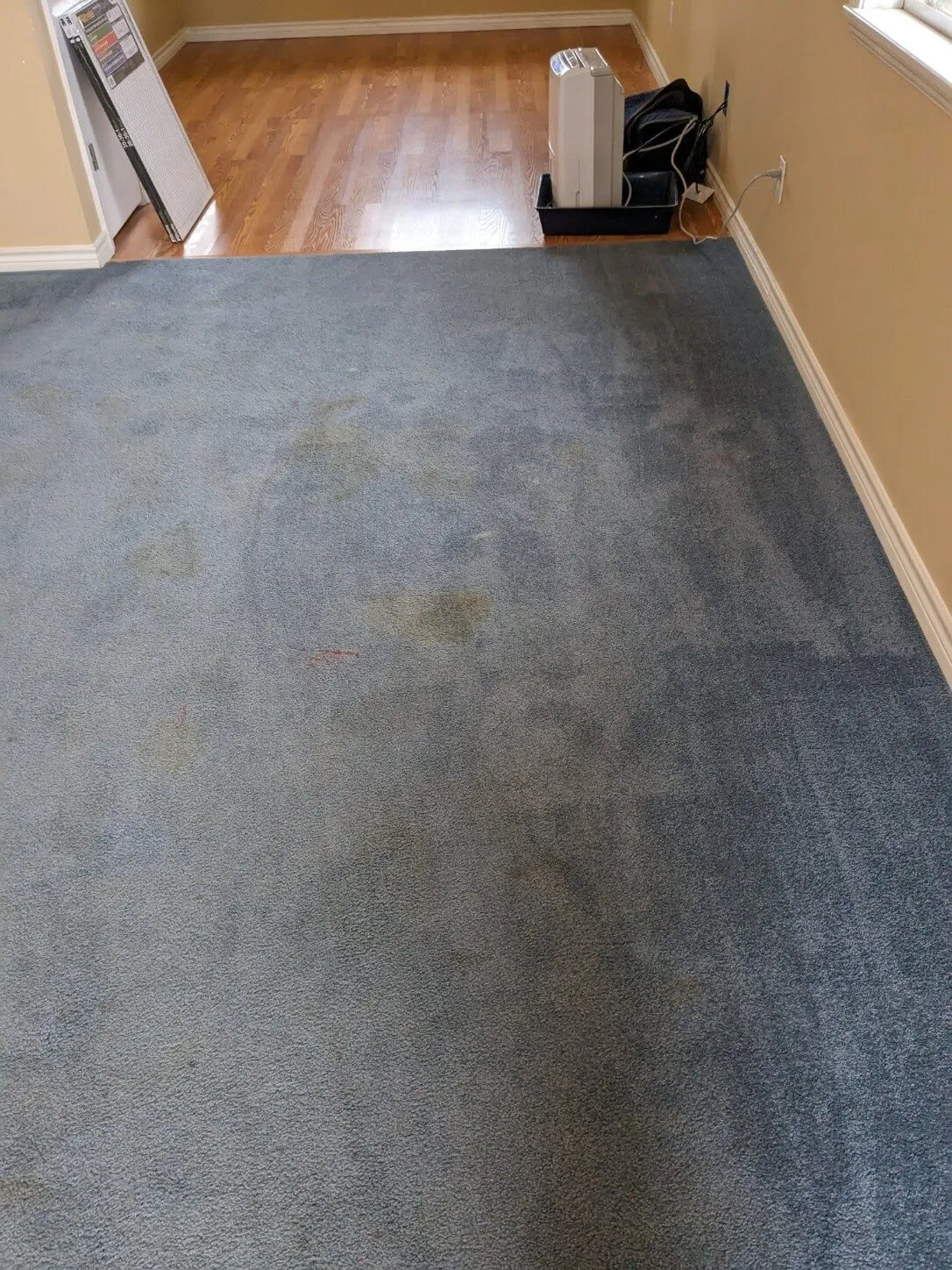residential commercial carpet cleaning before