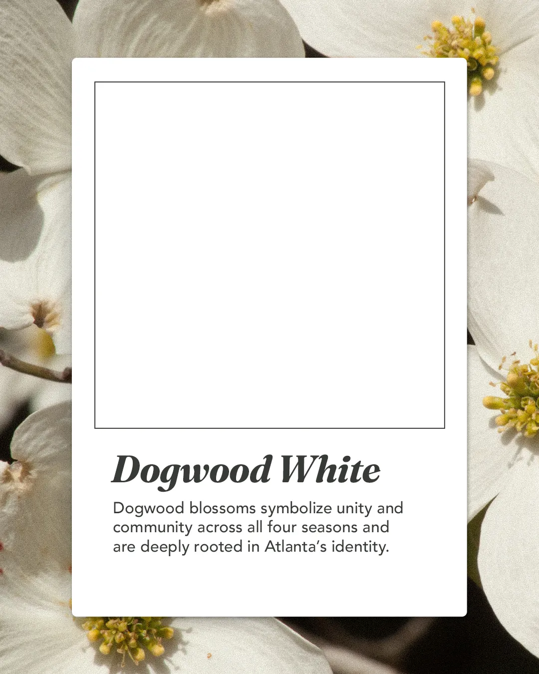 Dogwood White brand color card: Dogwood blossoms symbolize unity and community across all four seasons and are deeply rooted in Atlanta's identity.