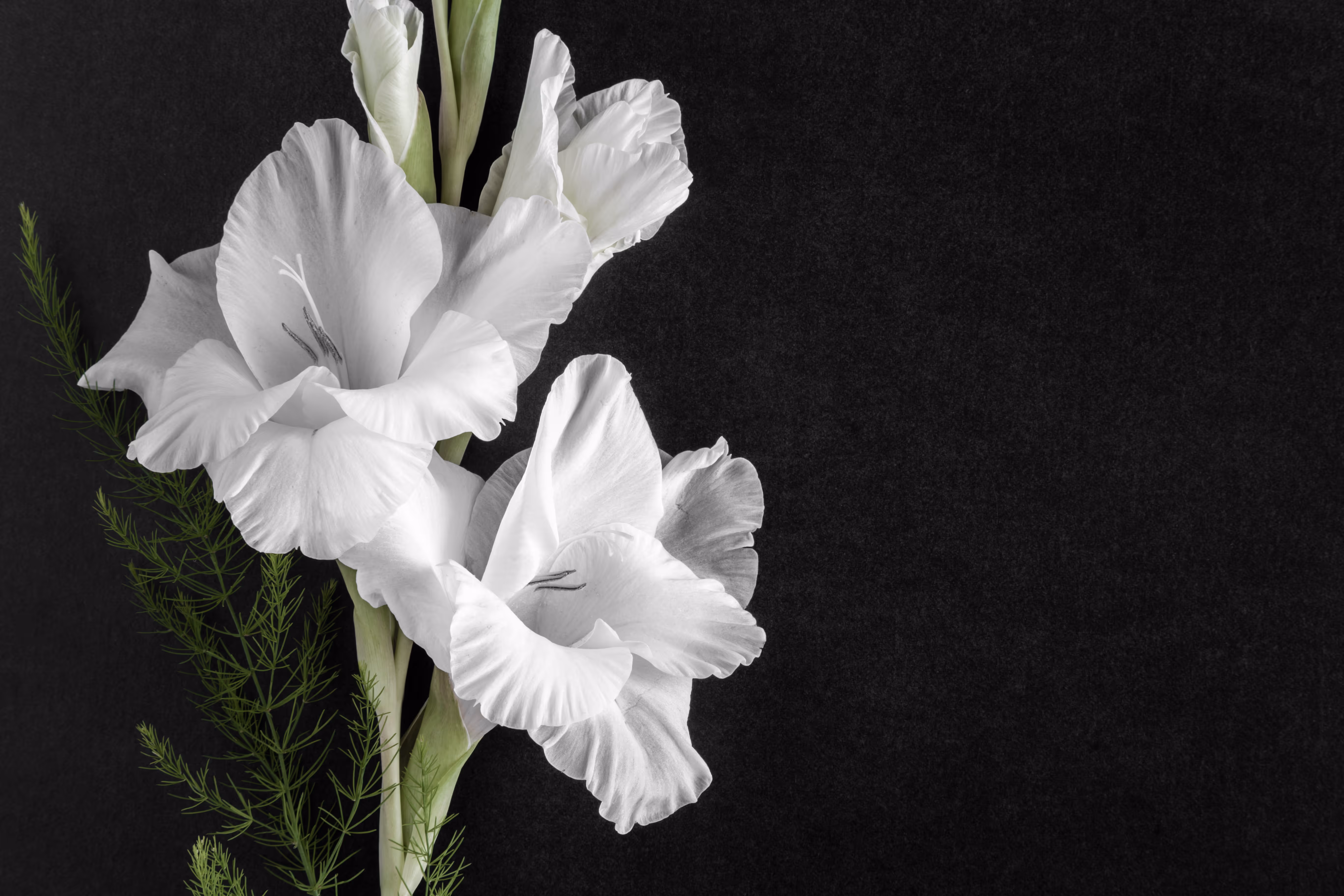 wrongful death white flowers|funeral wrongful death|wrongful death attorney|wrongful death funeral|cake flour|hugging after wrongful death|wrongful death lawyer stat|healing from wrongful death|healing from wrongful death|Cake Flour