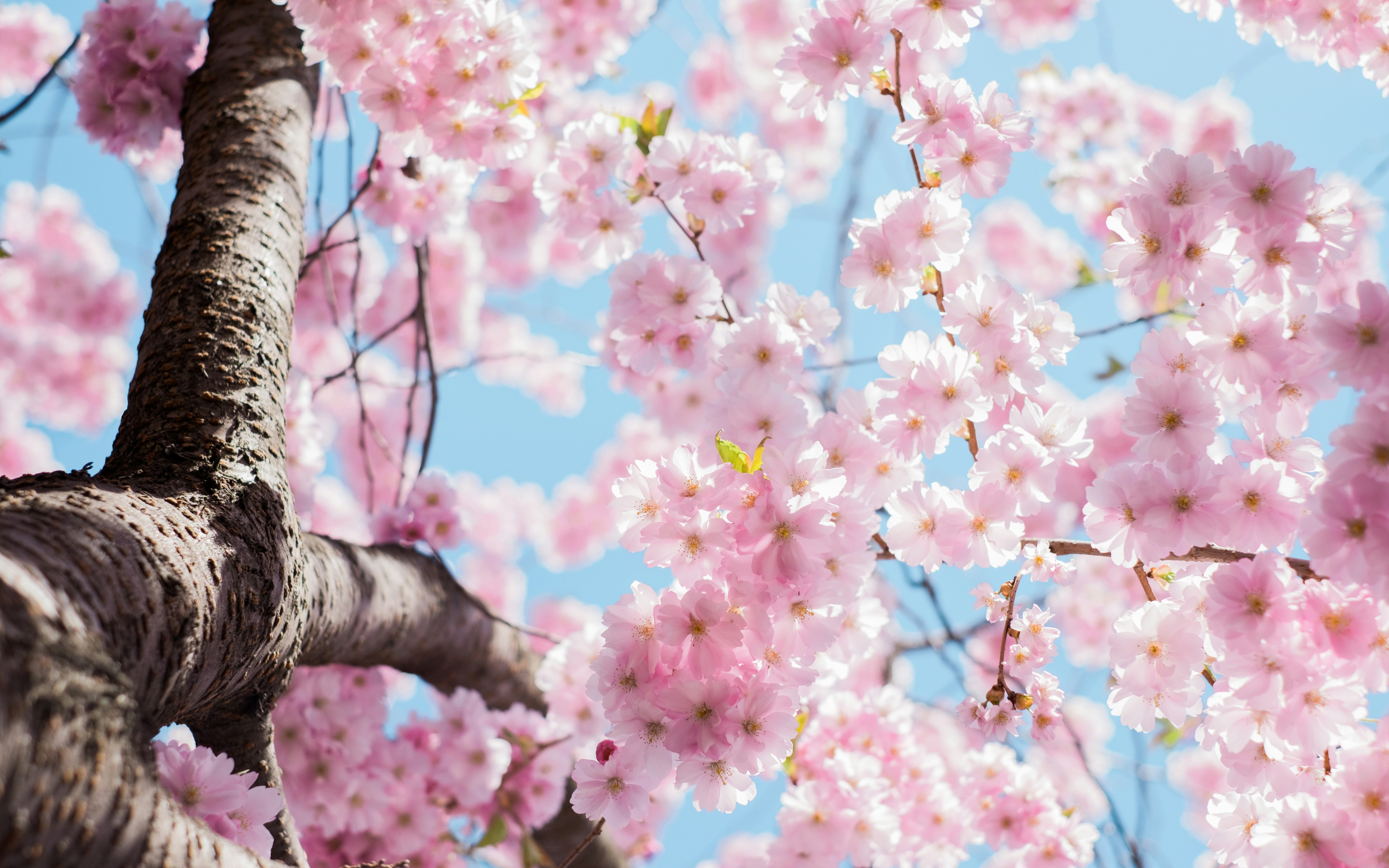 Blühender Kirschbaum mit rosa Blüten von unten fotografiert vor blauem Himmel