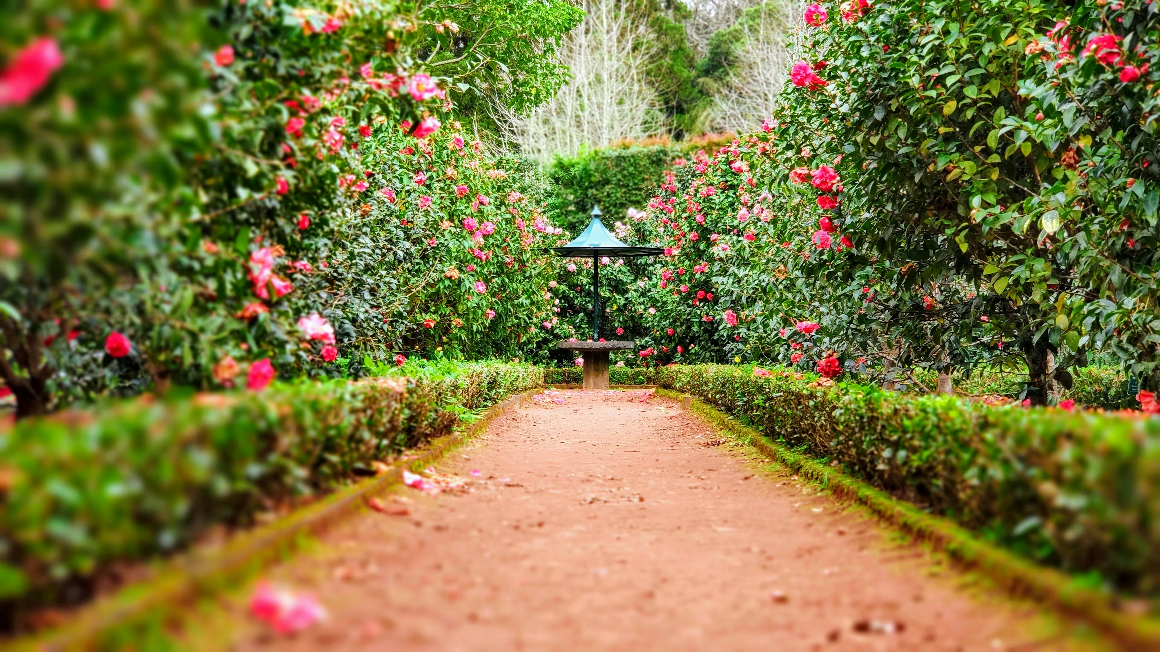 Gepflegter Gartenweg zwischen blühenden rosa Kamelienhecken mit Sonnenuhr im Hintergrund