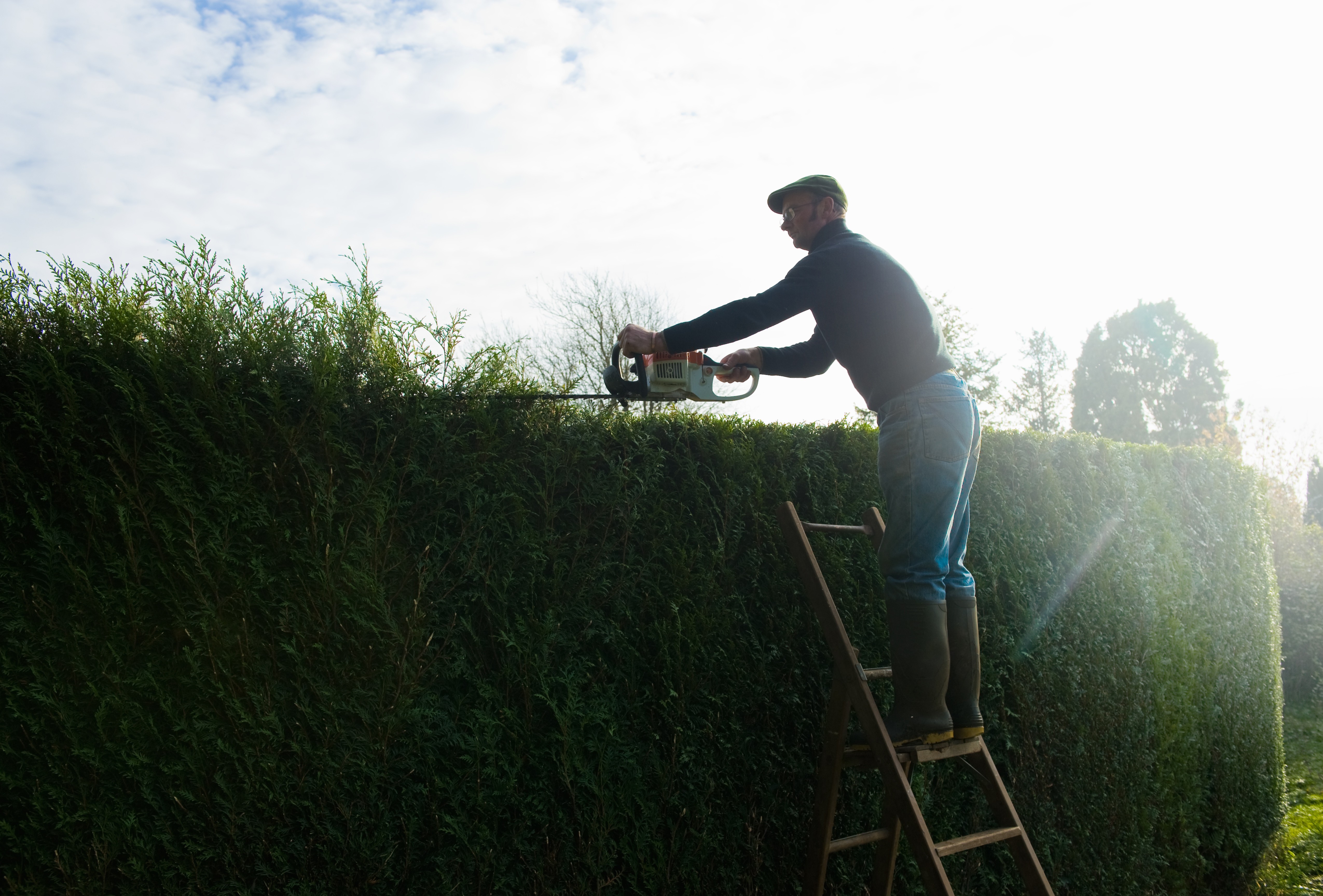 Silhouette eines Mannes auf einer Leiter beim Schneiden einer hohen Hecke mit Motorsäge
