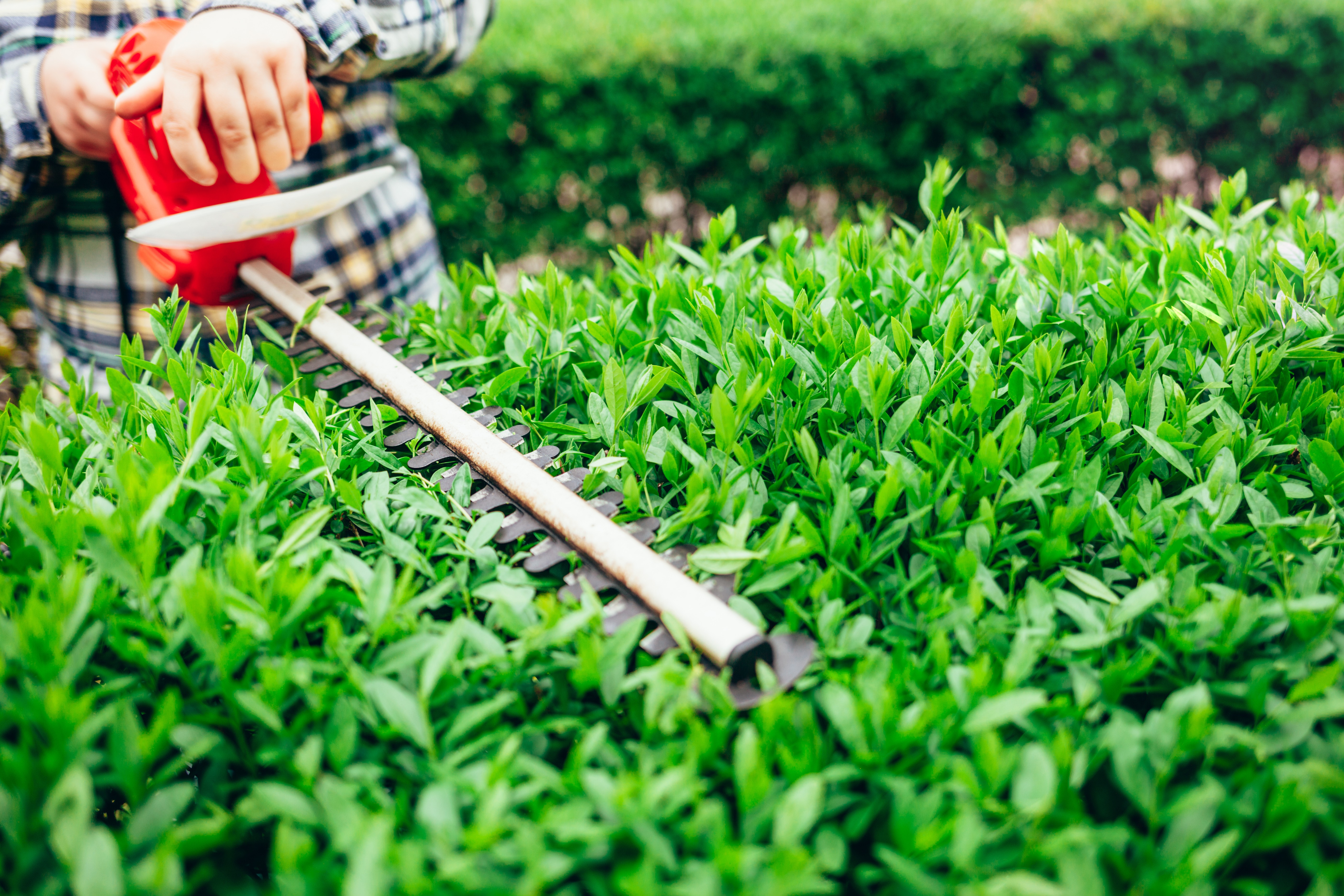 Person schneidet dichte grüne Hecke mit elektrischer Heckenschere