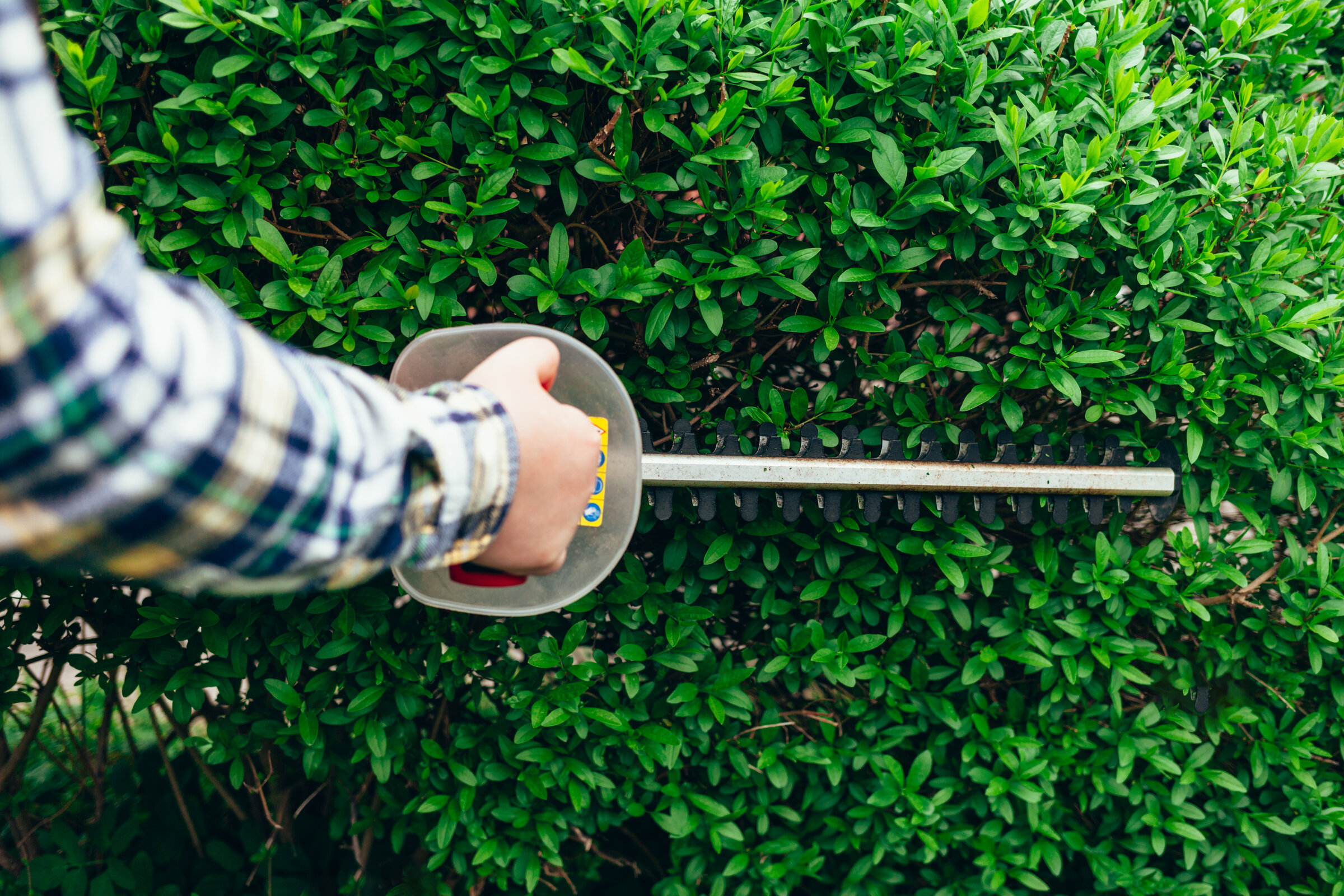 Heckenschere beim Schneiden einer dichten grünen Hecke im Garten