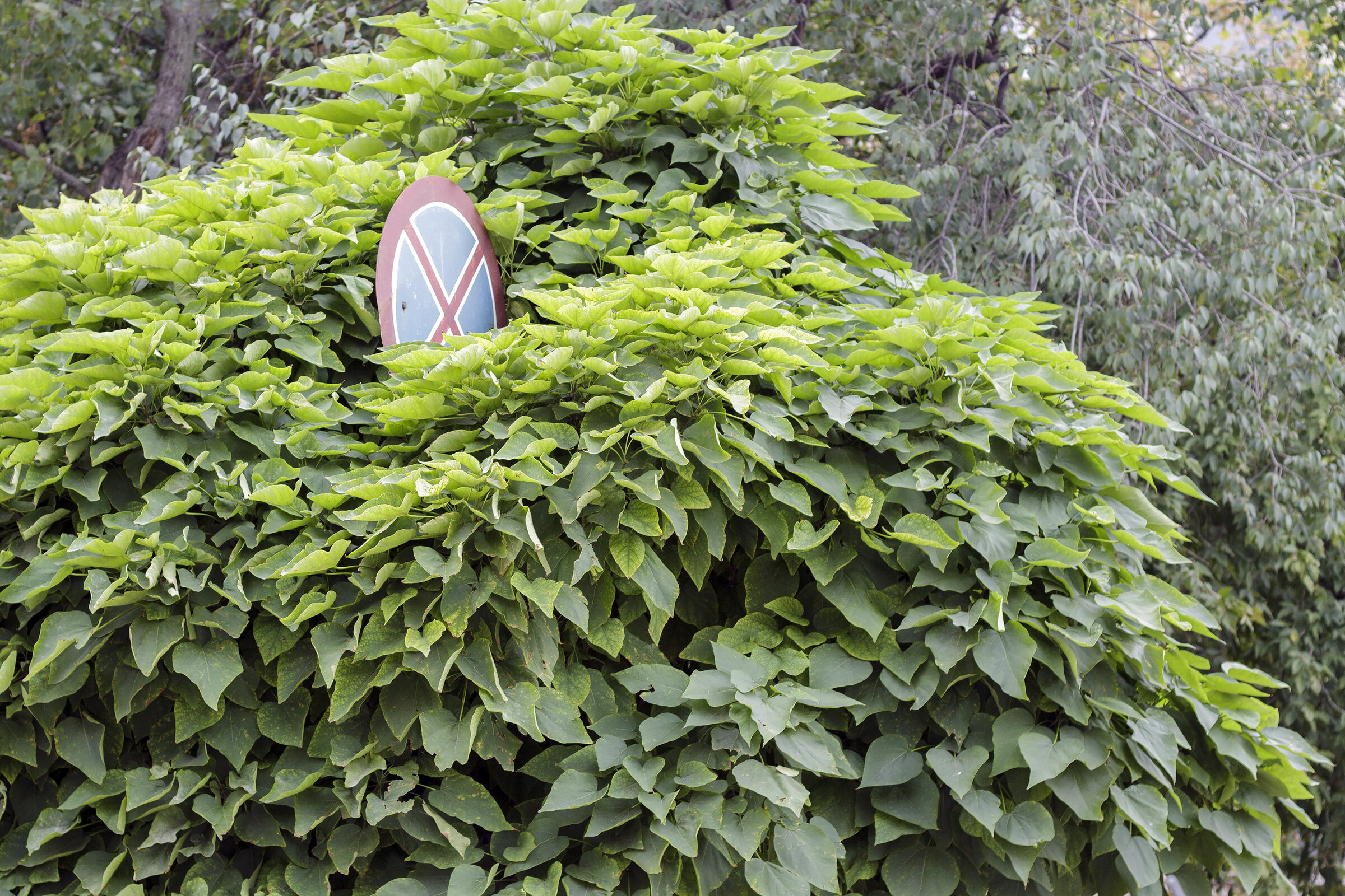 Verkehrsschild durch ungepflegte, überwucherte Hecke verdeckt und unsichtbar