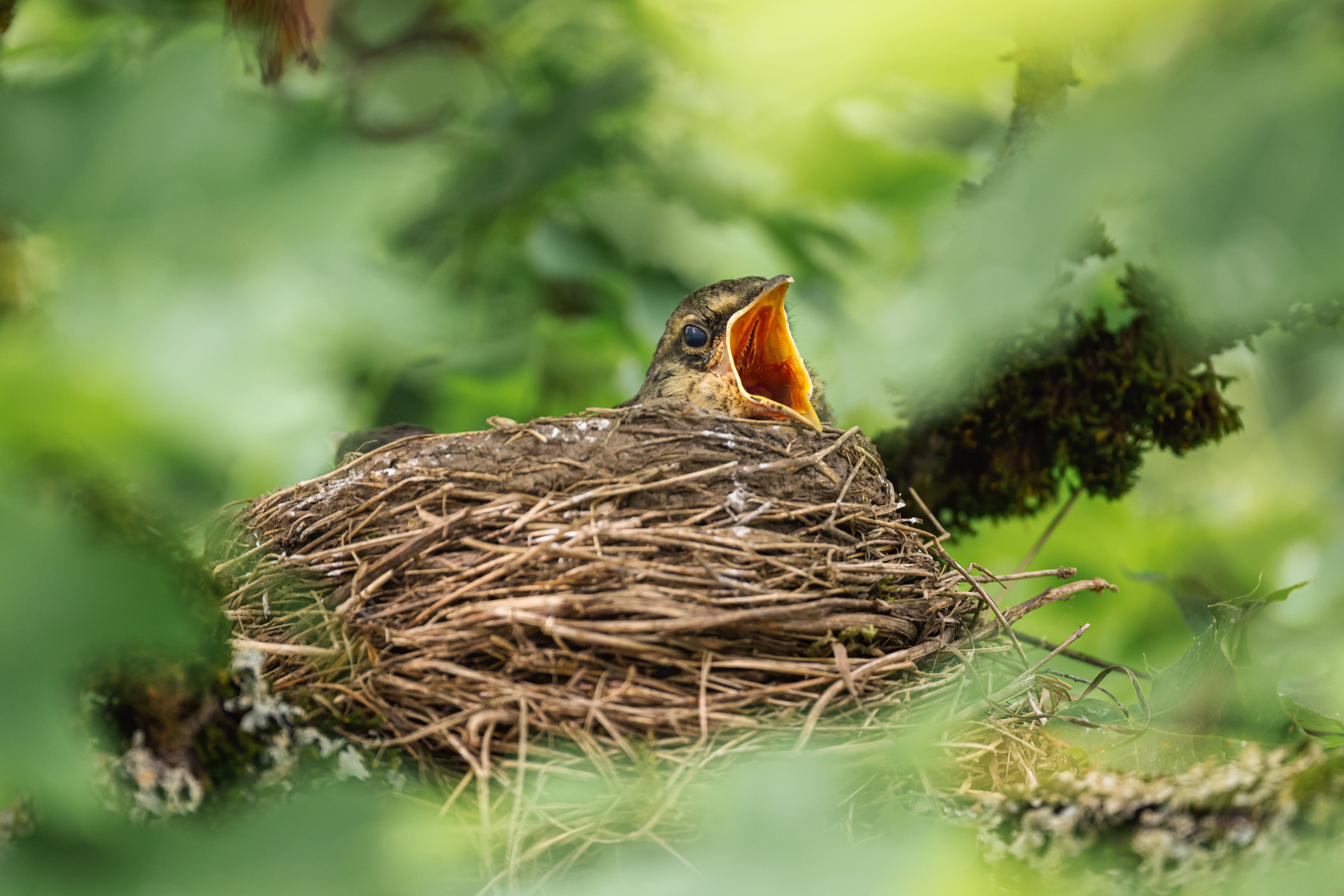 in Jungvogel sitzt mit weit aufgerissenem, gelb-orangem Schnabel in seinem Nest aus Zweigen, umgeben von grünem Blattwerk.