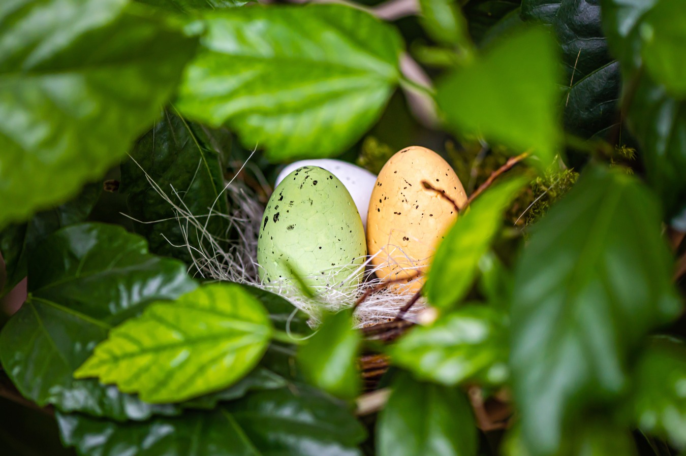 Zwei gesprenkelte Eier in Grün- und Orangetönen liegen in einem Vogelnest zwischen dichtem grünem Laub.