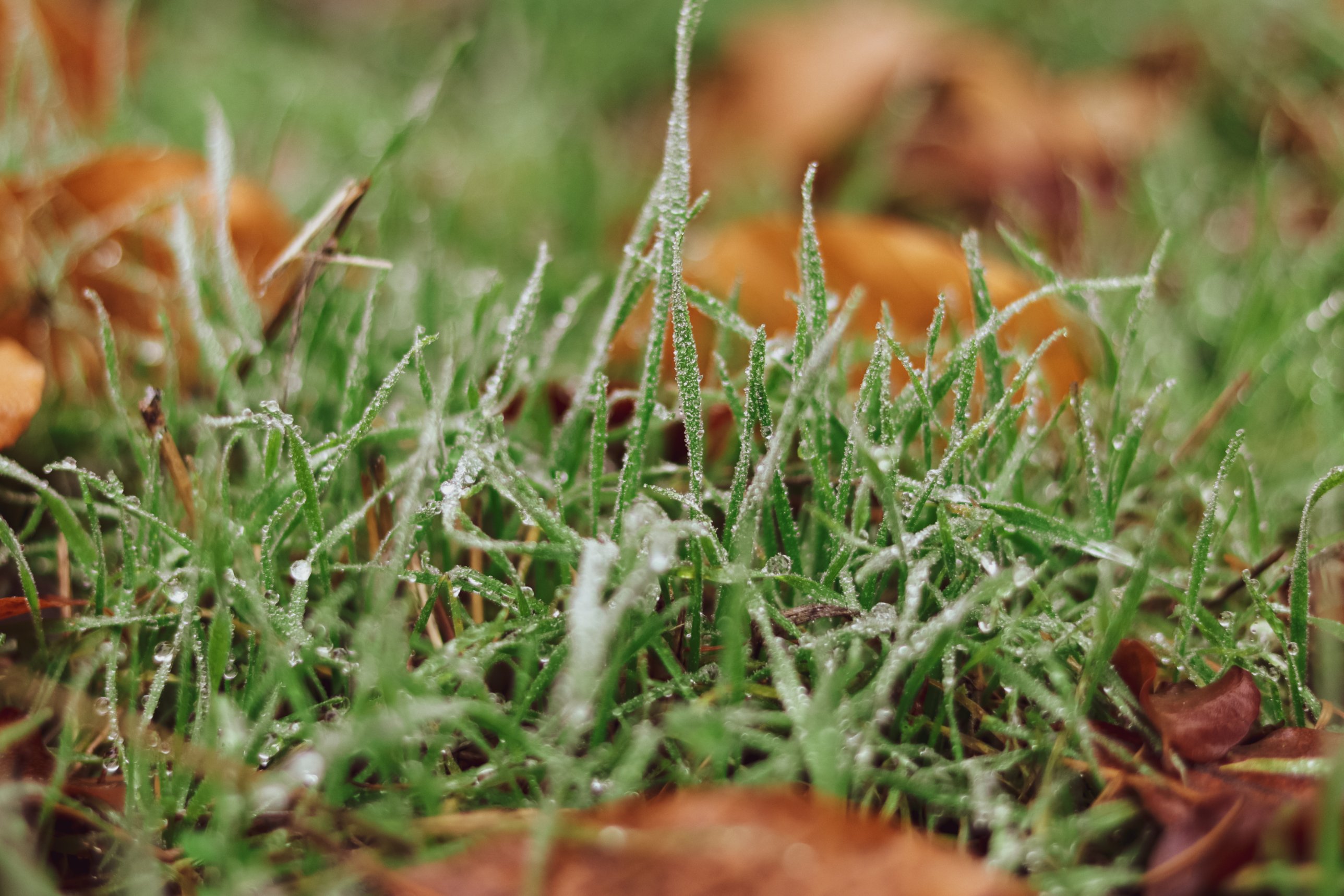Grashalme mit Tau und Frost, im Hintergrund unscharfes Herbstlaub