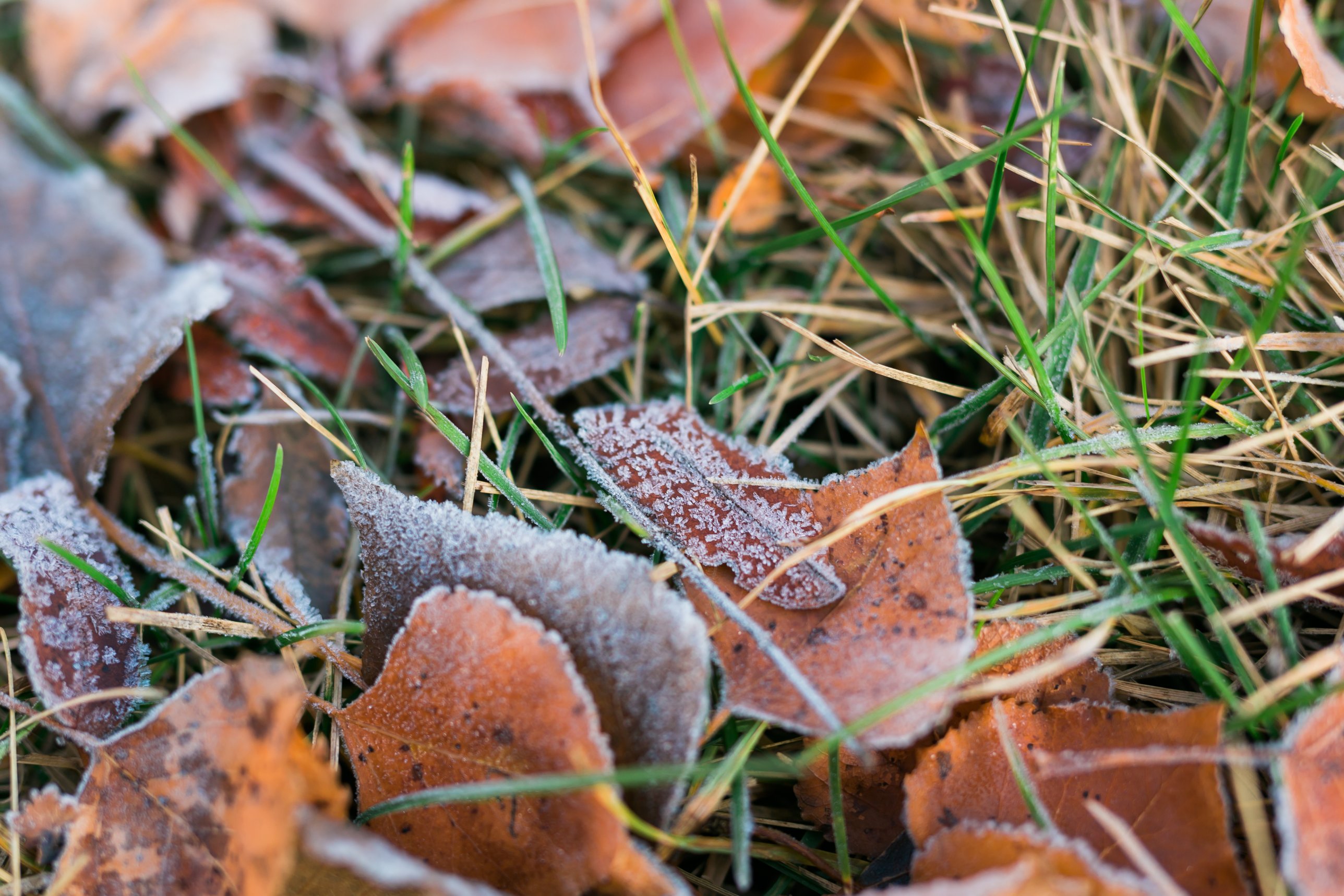 Raureif auf braunen Laubblättern und Grashalmen am Rasen im Herbst