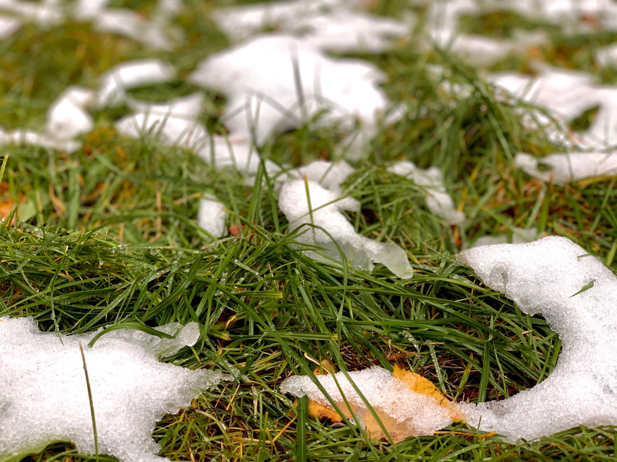 Grüner Rasen mit schmelzenden Schneeresten und einem gelben Blatt