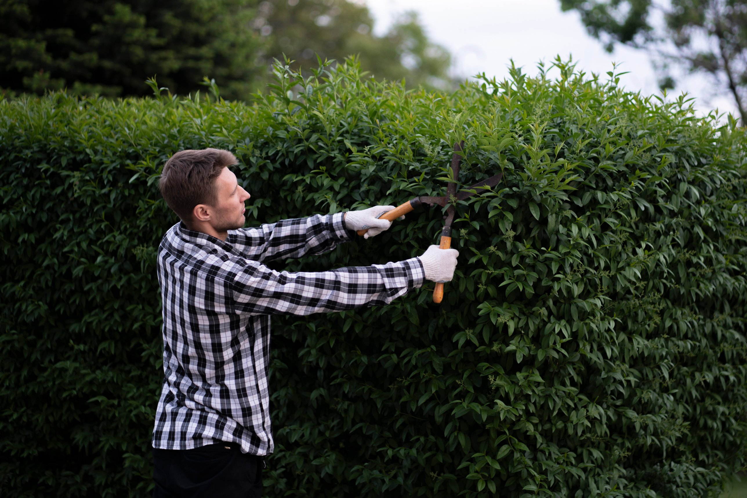 Mann in kariertem Hemd und Arbeitshandschuhen schneidet eine dichte grüne Hecke mit einer manuellen Heckenschere
