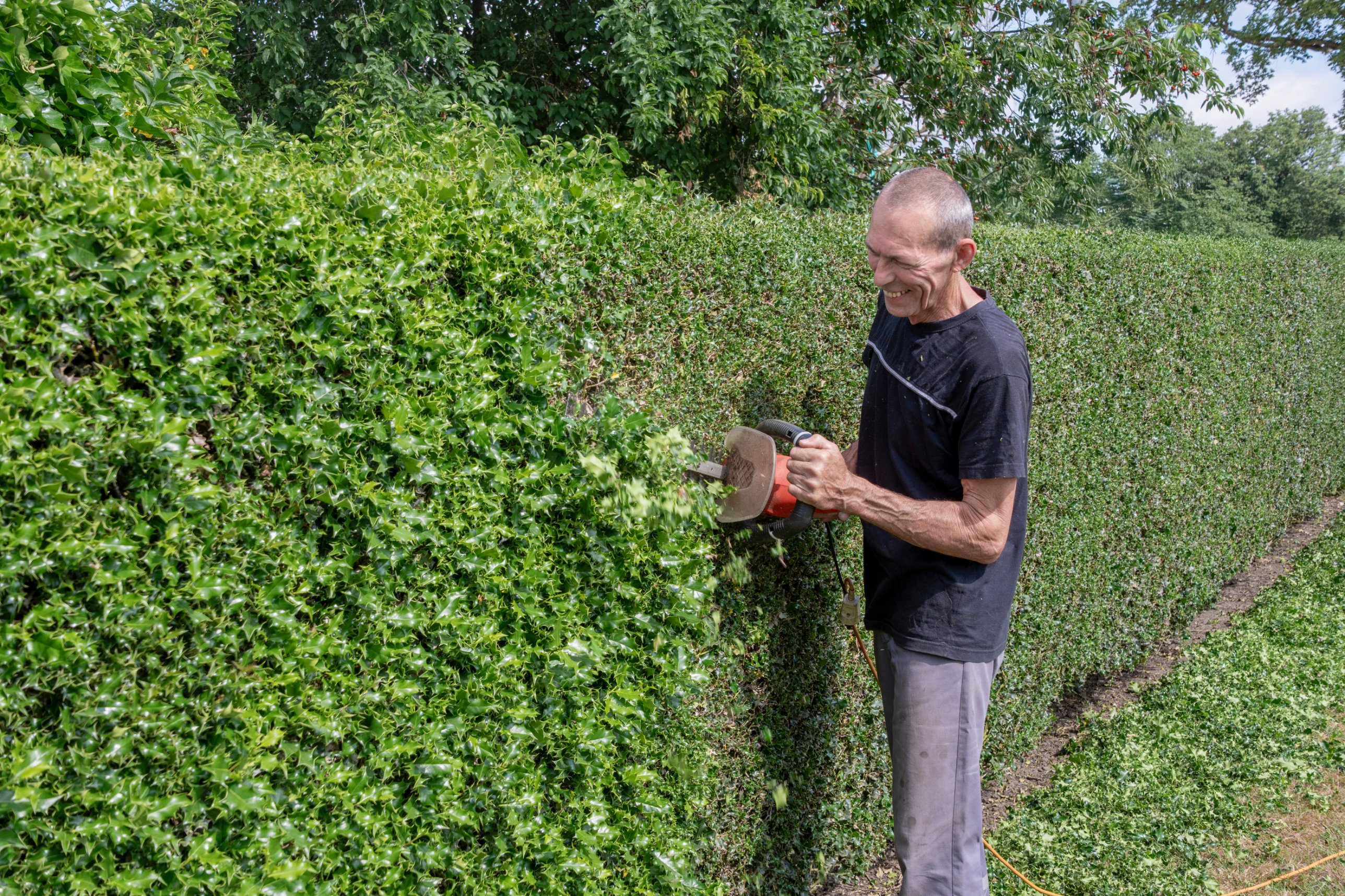 Lächelnder Mann schneidet eine dichte Hecke mit einer Elektro-Heckenschere, daneben liegt der Heckenschnitt auf dem Rasen