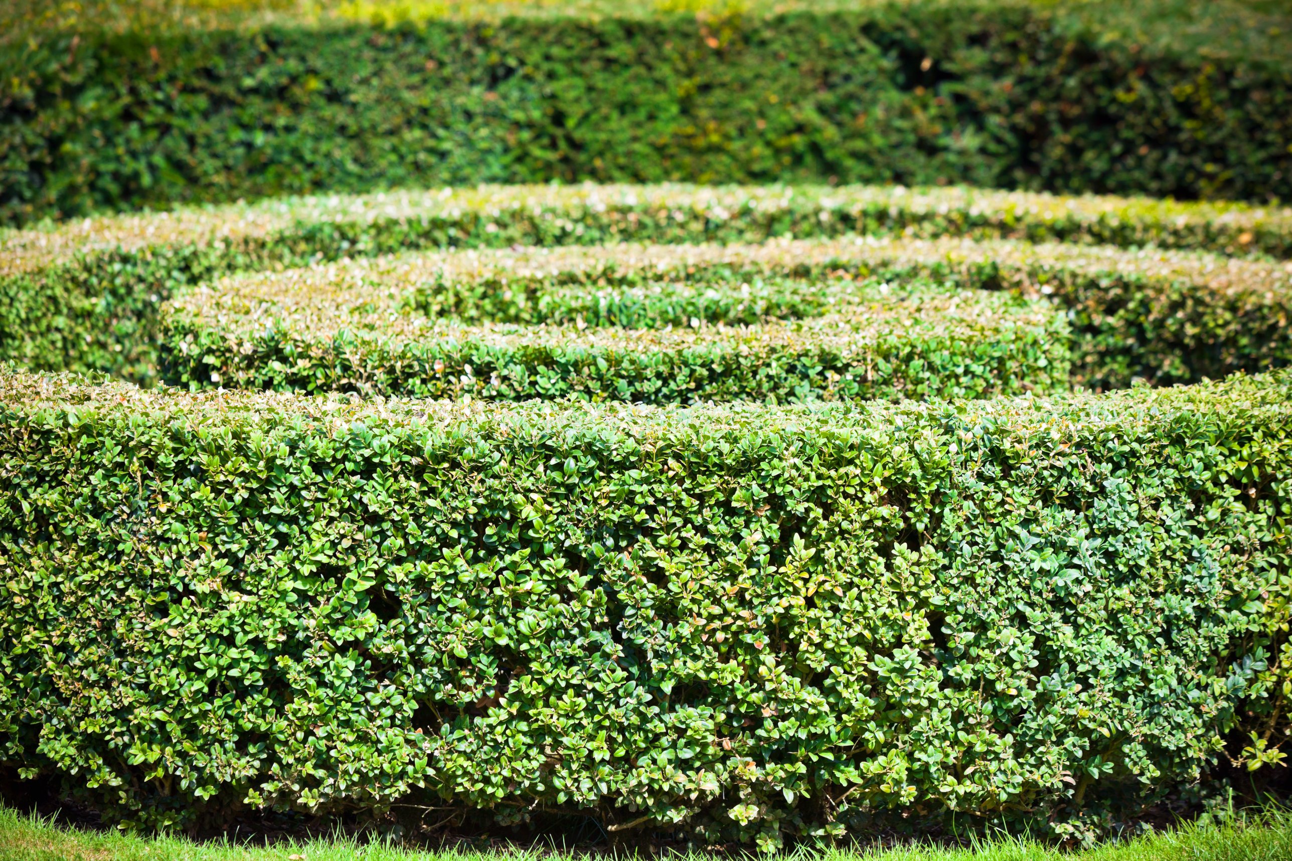 Akkurat geschnittene Buchsbaum-Hecke in Wellenform in einem Garten mit weiteren Hecken im Hintergrund