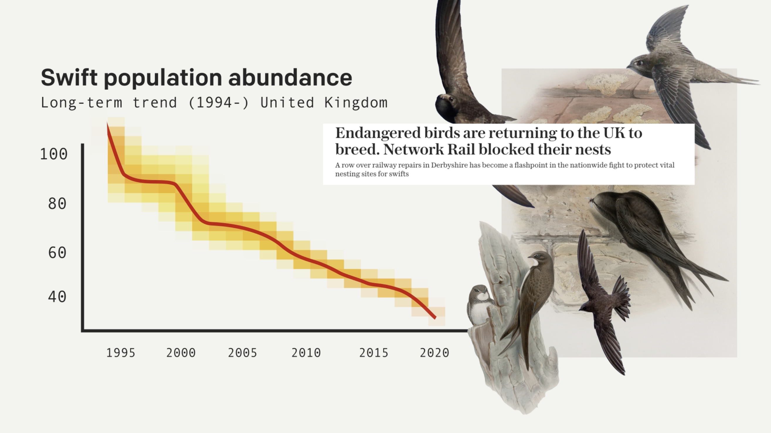 Save Our Swifts Animation Thumbnail