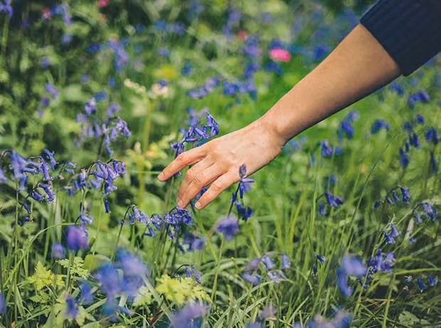 Eine Hand streicht über violette Blumen in einem grünen Grasfeld.