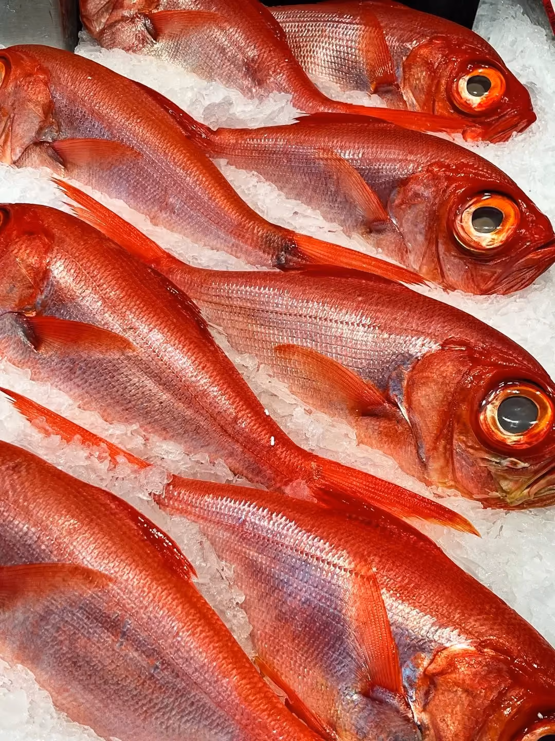 Poissons rouges sur glace