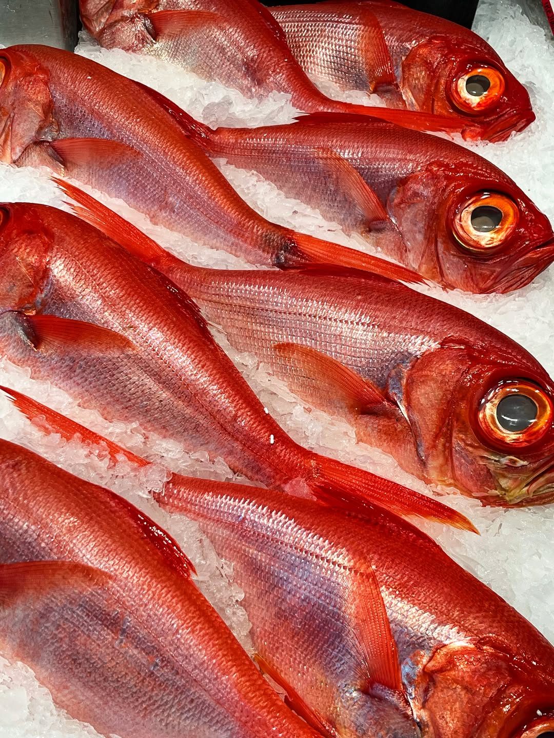 Poissons rouges sur glace