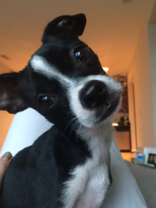 Close-up of a small black and white dog with a tilted head, sitting indoors with a warm background.