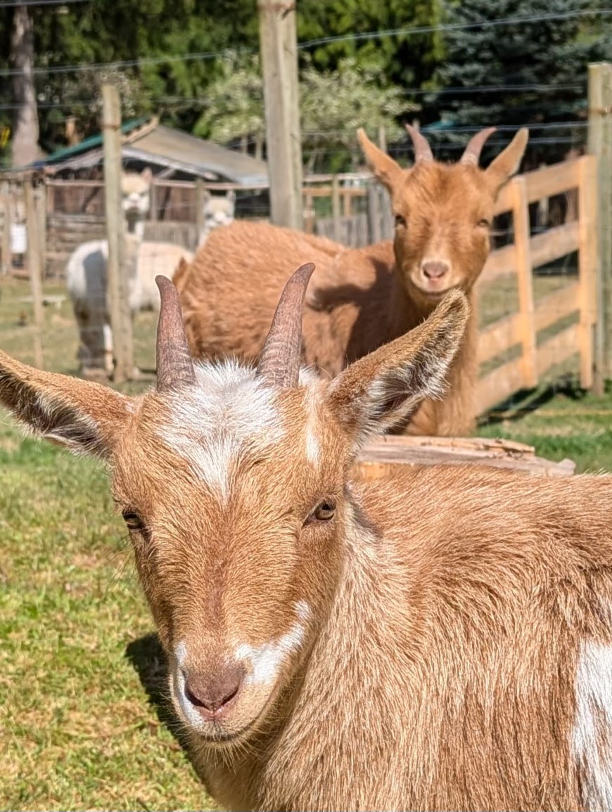 Nigerian Dwarf goats at Basecamp 3105