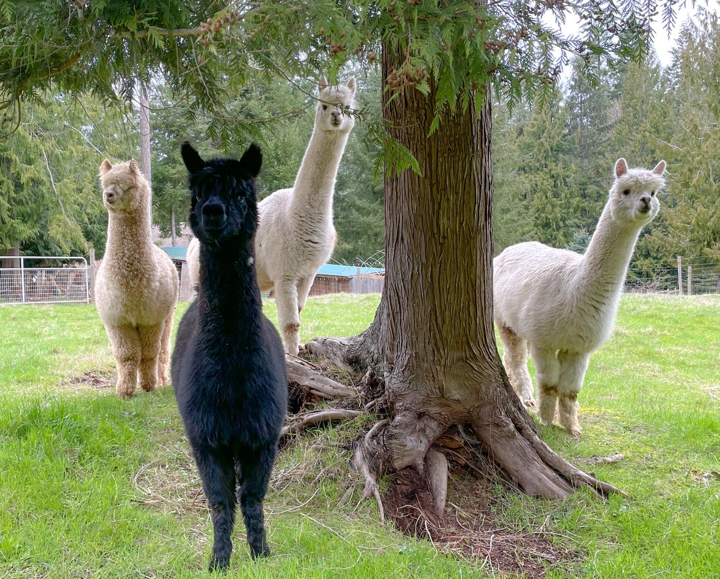 Alpacas at Basecamp 3105