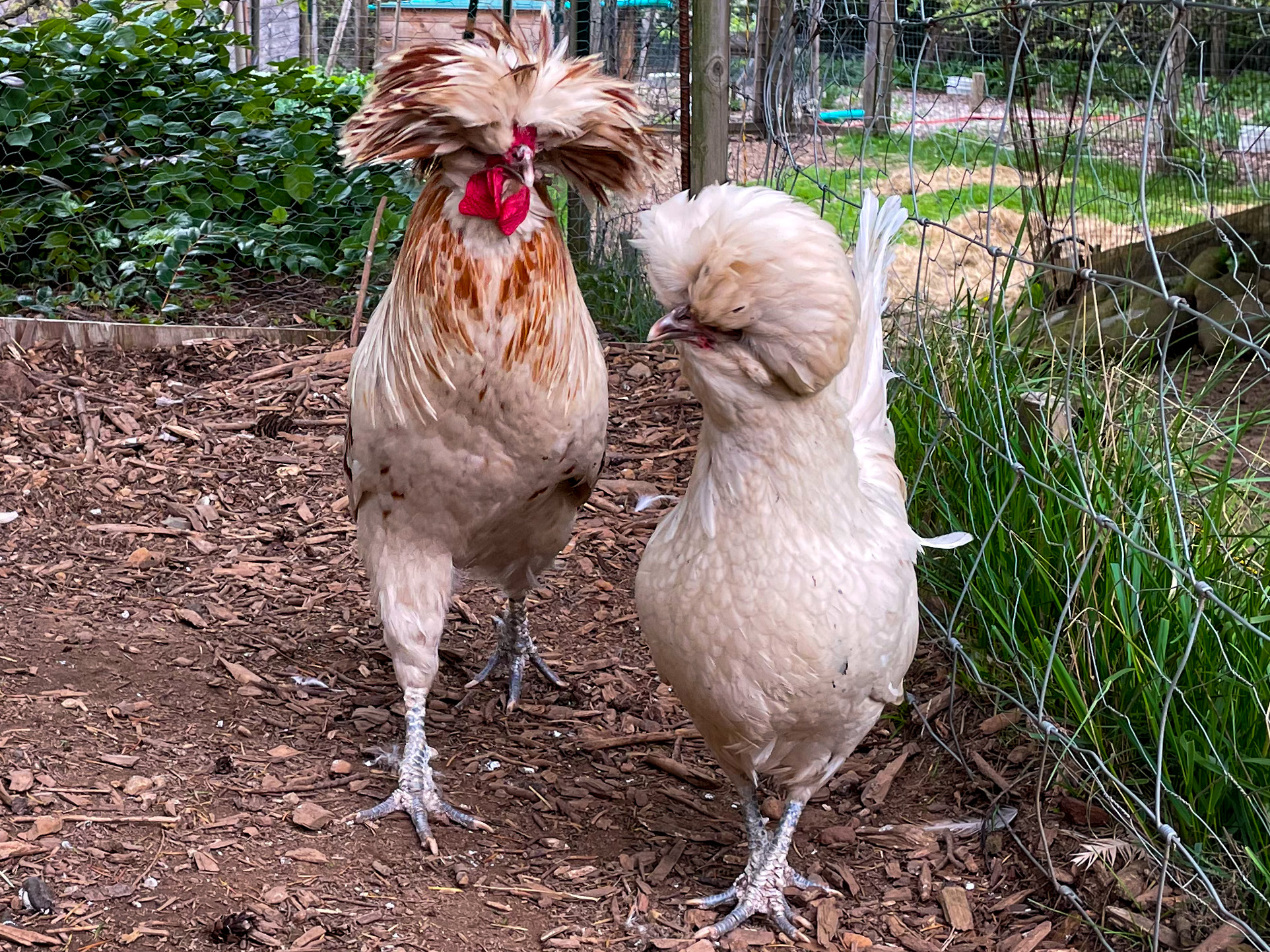 Ducks and chickens at Basecamp 3105