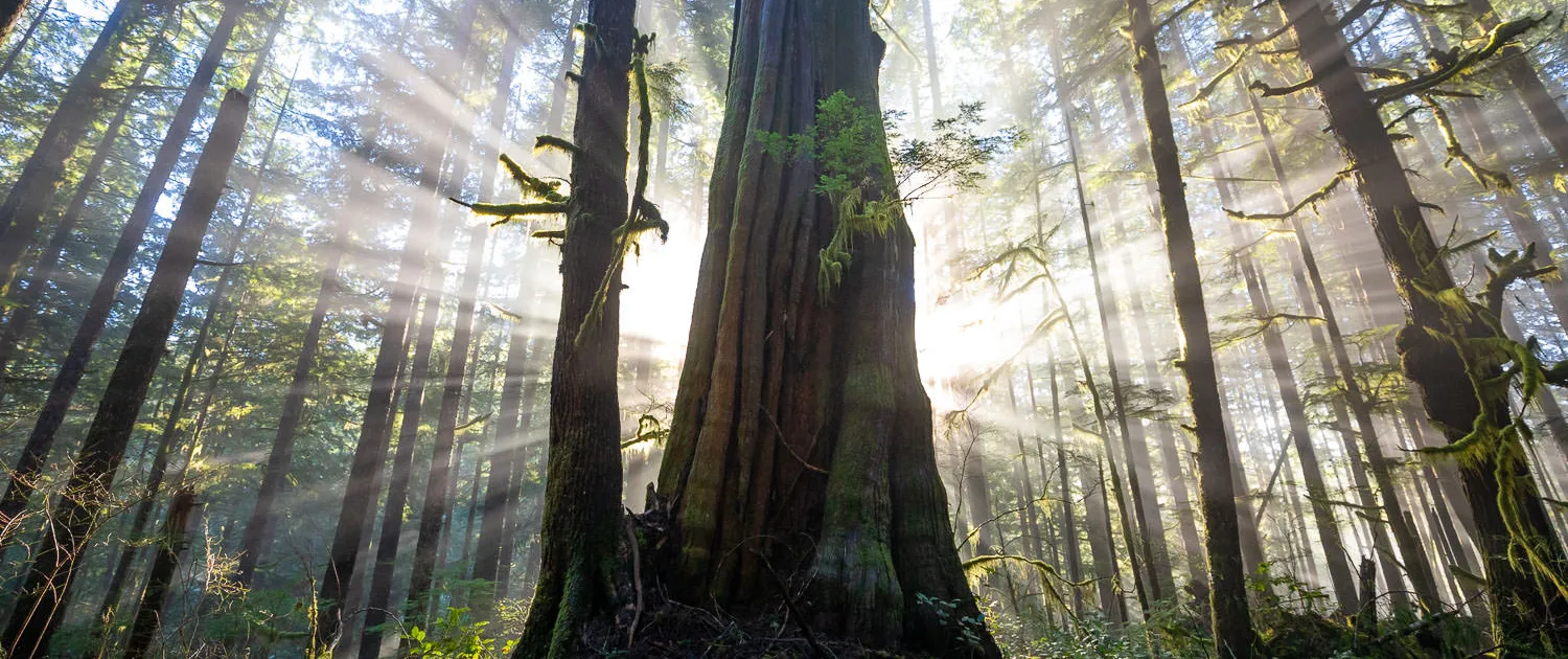 East Sooke Park hiking trail
