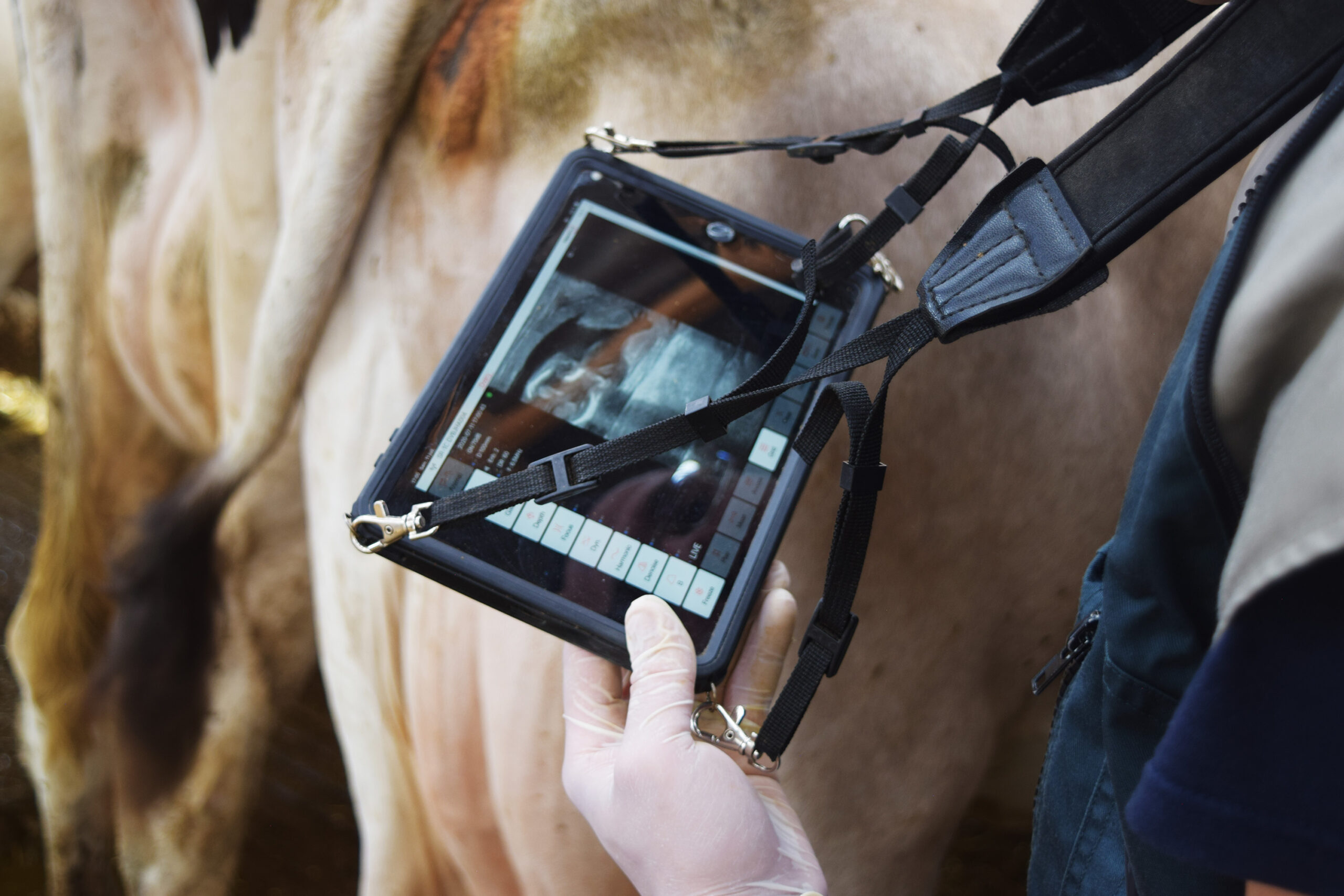 portable RunningCare ultrasound device for cattle pregnancy test