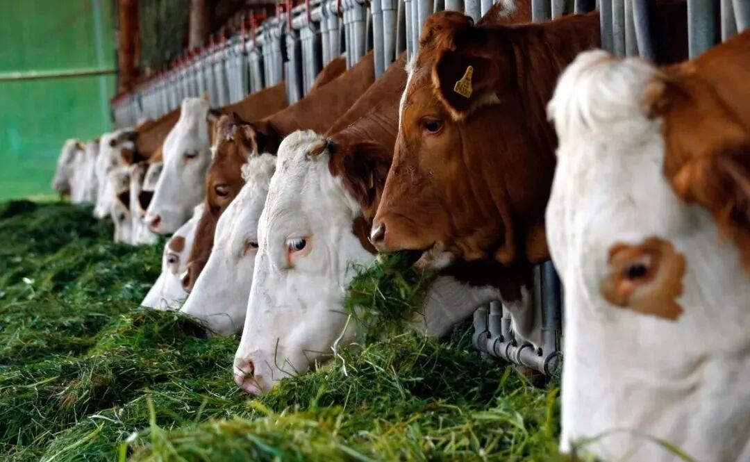 RunningCare veterinary ultrasound for dairy production detection