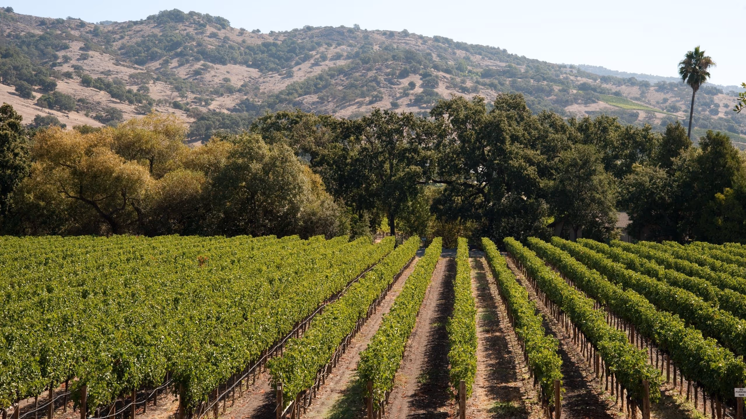 Lush, perfectly aligned vineyard rows in Napa Valley set against sun-drenched rolling hills, highlighting professional vineyard property care and land stewardship.