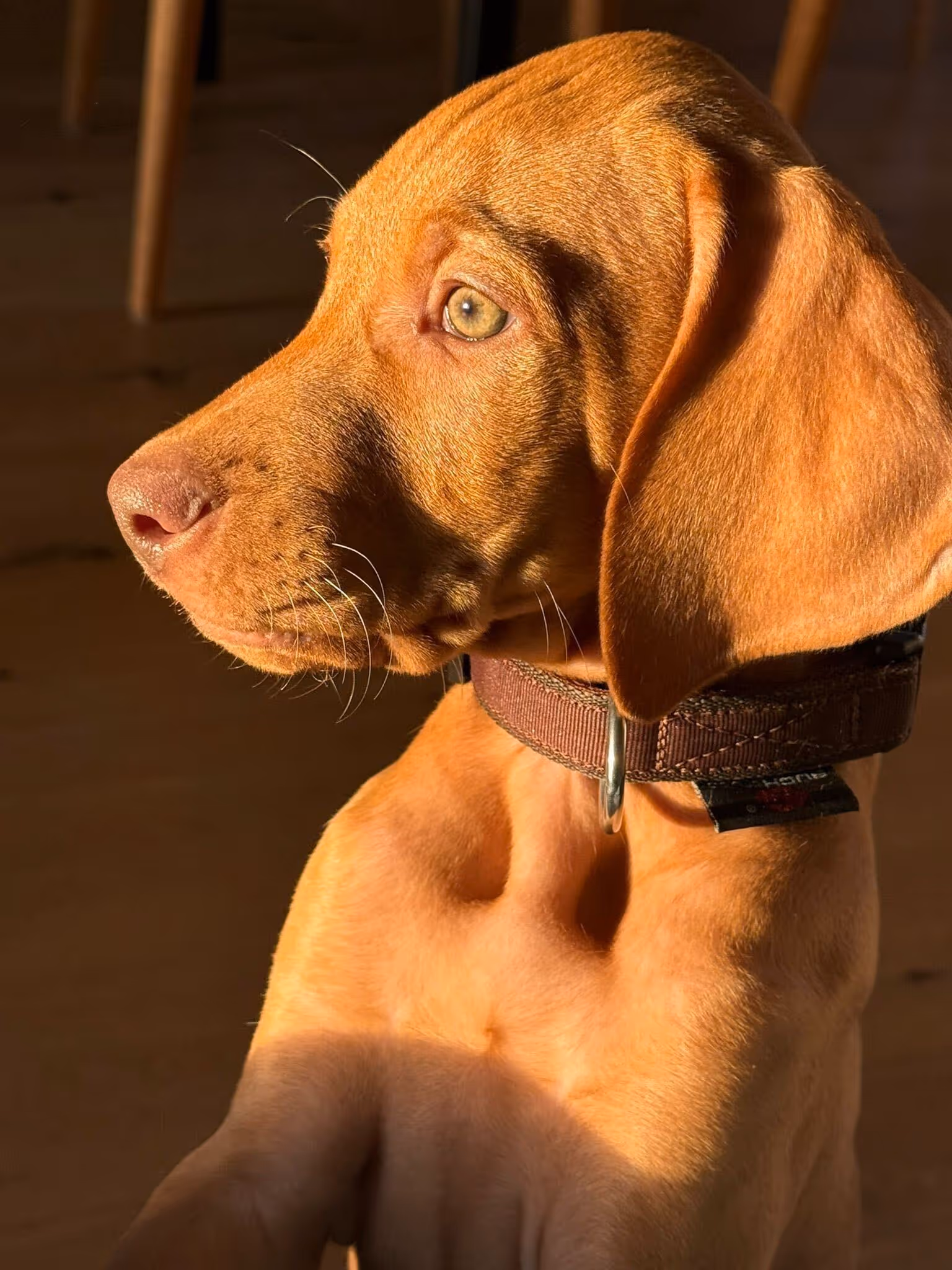 Bild von dem Hund Vino