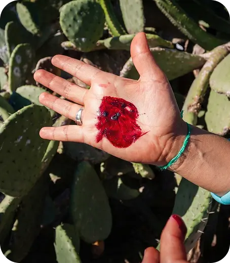 Cochineal carmine pigment in hand