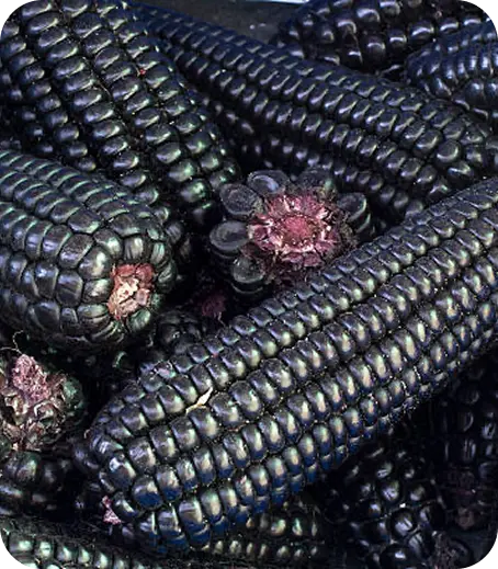 Purple corn natural pigment (anthocyanins)