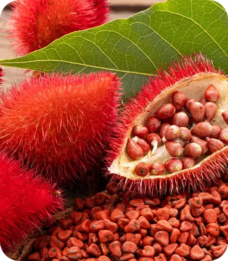 Annatto (achiote) natural red-orange pigment